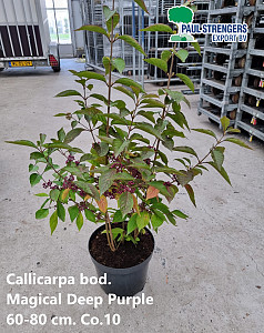 Callicarpa bod. Magical Deep Purple