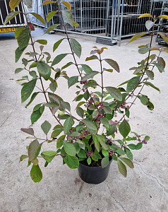Callicarpa bod. Magical Purple Giant