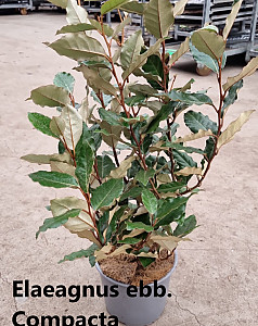Elaeagnus ebbingei Compacta
