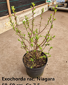 Exochorda rac. Niagara  