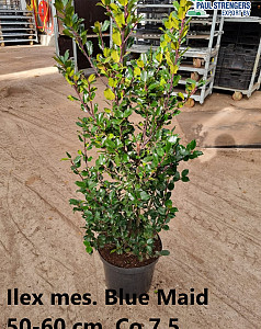 Ilex mes. Blue Maid