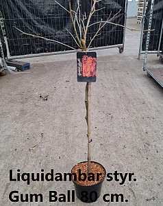 Liquidambar styr. Gum Ball
