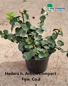 Hedera h. Arbori Compact