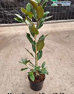 Magnolia grandiflora