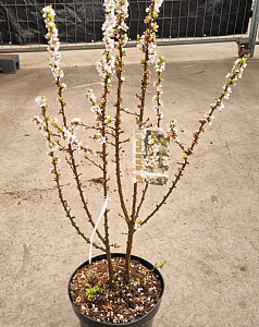 Prunus tomentosum