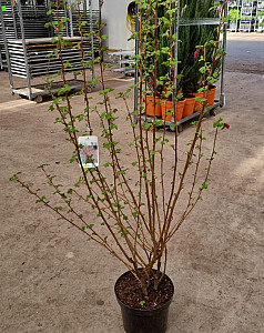 Ribes sang. King Edward