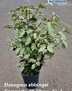 Elaeagnus ebbingei Compacta