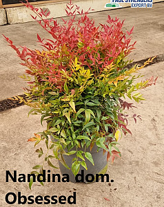 Nandina dom. Obsessed