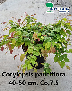 Corylopsis pauciflora 
