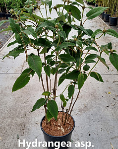 Hydrangea asp. Sargentiana 
