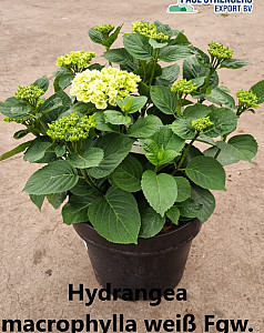 Hydrangea macrophylla weiß