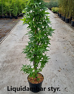 Liquidambar styr. Slender Silhouette