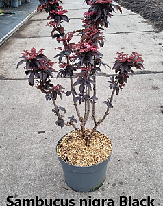 Sambucus nigra Black Tower