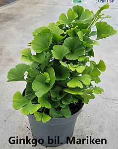 Ginkgo bil. Mariken