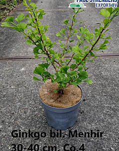 Ginkgo bil. Menhir