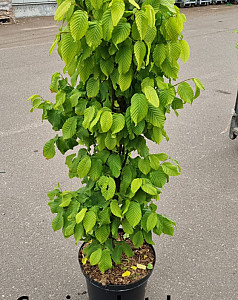 Carpinus betulus Monumentalis