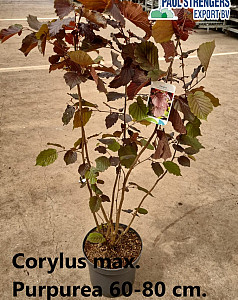 Corylus max. Purpurea