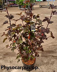 Physocarpus op. Diabolo