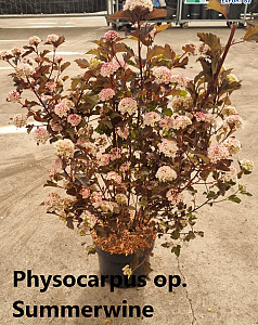 Physocarpus op. Summerwine