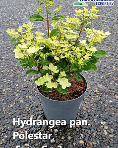 Hydrangea pan. Polestar