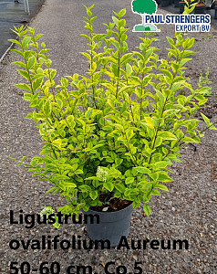 Ligustrum ovalifolium Aureum