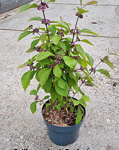 Callicarpa bod. Profusion