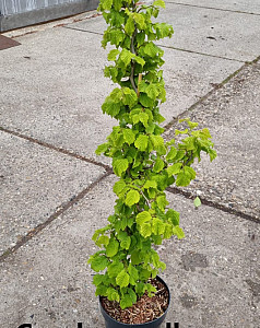Corylus avellana Twister