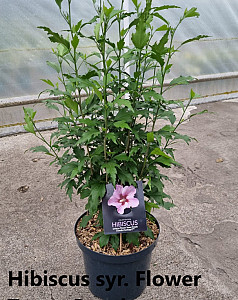 Hibiscus syr. Flower Tower Purple