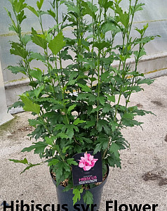 Hibiscus syr. Flower Tower Ruby