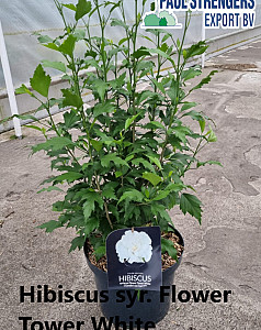 Hibiscus syr. Flower Tower White