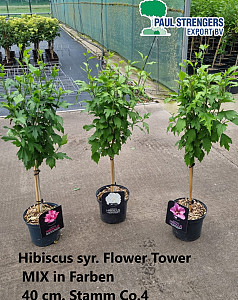 Hibiscus syr. Flower Tower