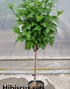Hibiscus syr. Tricolor