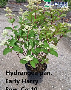 Hydrangea pan. Early Harry