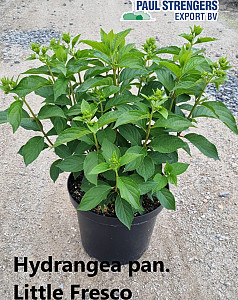 Hydrangea pan. Little Fresco