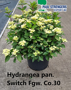Hydrangea pan. Switch 
