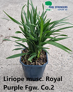 Liriope musc. Royal Purple
