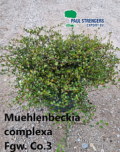 Muehlenbeckia complexa