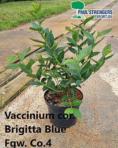 Vaccinium cor. Brigitta Blue