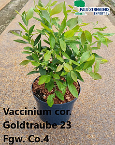 Vaccinium cor. Goldtraube 23