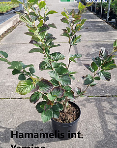 Hamamelis int. Yamina
