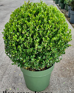 Ilex cren. Jenny