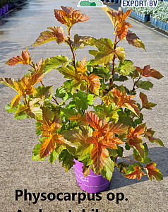 Physocarpus op. Amber Jubilee