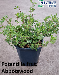 Potentilla frut. Abbotswood
