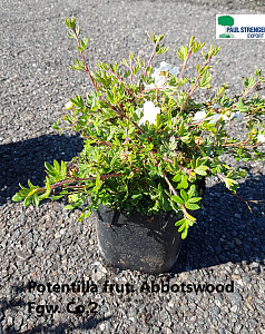 Potentilla frut. Abbotswood
