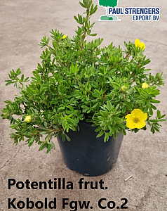Potentilla frut. Kobold