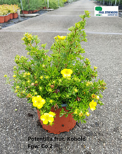 Potentilla frut. Kobold