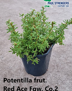 Potentilla frut. Red Ace