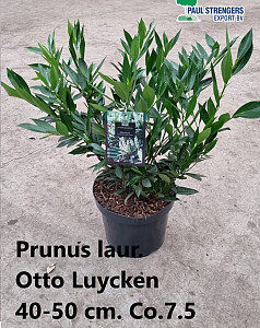 Prunus laur. Otto Luycken