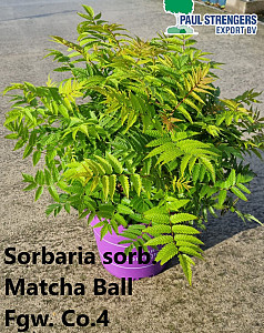 Sorbaria sorb. Matcha Ball 