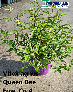 Vitex agnus Queen Bee